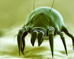 Image of Dust mites