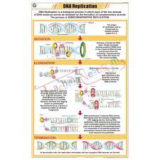 Dna Replication Chart 58x90