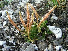 Image result for Selaginella cathedrifolia