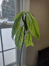 No avocado tree will take that so you would. Avocado Tree Is Dying Once Of A Sudden Please Help Gardening Forums