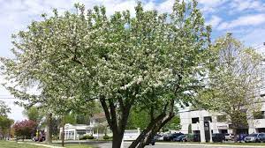 In the spring, these trees add explosive color to areas up high where most of your other find the perfect tree for your garden with this handy guide to u.s. What Are Those Flowering Trees Bushes I Drive By Every Day