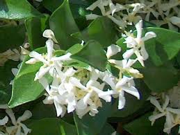 La fioritura dei fiori, con petali allungati, cerosi, bianchi o gialli, avviene direttamente dal legno vecchio, senza picciolo. Albero Fiori Bianchi Profumati