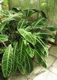 Korbmarante Calathea Zebrina Trees To Plant Tropical Plants Calathea