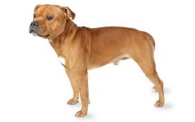 Staffordshire Bull Terrier Dog Breed Information, Pictures, Characteristics  & Facts