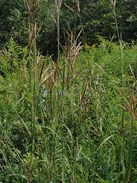 Image result for Heteranthoecia  guineensis