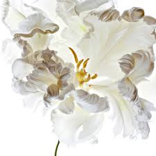 Download and use 100,000+ white flower stock photos for free. 25 Flower Photography Tips