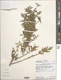 Image result for Erythrococca kirkii