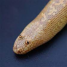 There are 5 arabian sand boa for sale on etsy. Arabian Sand Boa Is A Snake With The Funniest Face Ever