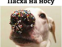 ты сегодня мне принес не букет из алых роз Ty Segodnya Mne Prines Ne Buket Iz Alyh Roz A Reptilii Google Poisk In 2020 Animals Lizard Fun