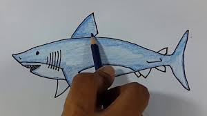 Cara Menggambar Dan Mewarnai Ikan Hiu Dengan Mudah Menggunakan Pensil Youtube