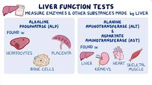 Image result for Liver Function Test