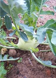Kohlrabi