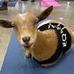 Indoor Goat Yoga