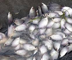 Oksigenisasi Kolam Gurami Bebeja Com