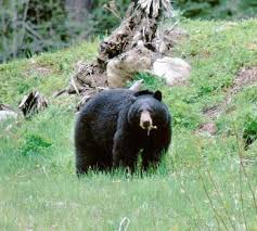 Every year, thousands of times across the state of washington, the paths of humans and bears cross as each goes about their daily routine. Black Bear Washington Department Of Fish Wildlife