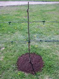 Espalier Project Part Two Pruning Technique Espalier Fruit Trees Fruit Tree Garden Fruit Garden