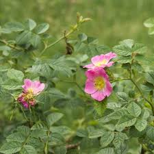 Image result for Cissus rubiginosa