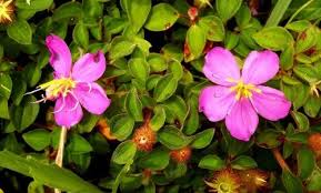 Image result for Heterotis rotundifolia
