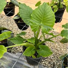 Image result for Alocasia odora