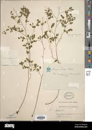 Image result for Adiantum poiretii