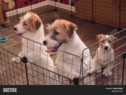 We did not find results for: Three Small Adorable Image Photo Free Trial Bigstock