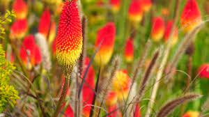 Image result for Uvaria tanzaniae