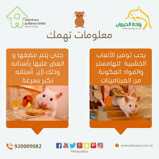pin by pet oasis واحة الحيوان on informations معلومات عن الحيوانات الأليفة teddy teddy bear uig