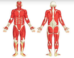 Superficial and deep posterior muscles of upper body. What Are The Major Muscles Of The Human Body Answered Twinkl Teaching