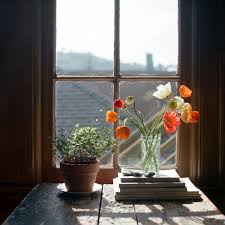 cindy loughridge photography blooms light hasselblad 500cm fuji pro 400h 切り花 窓 アートフォト