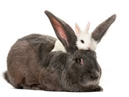 What's the spanish word for bunny? What S The Difference Between A Rabbit And A Hare Merriam Webster