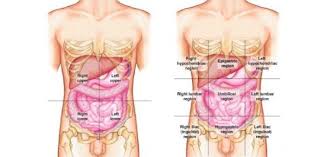 Intro to anatomy powerpoint : Human Body Quiz Quadrants And Regions Of Abdomen Proprofs Quiz