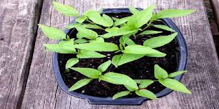 You should do this indoors and at about eight to 10 weeks before your last frost date. How To Plant Jalapeno Seeds The Pool Gardener