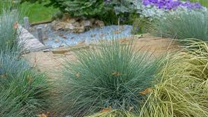 Hier findet ihr inspiration für euren eigenen garten!. Ziergraser Arten Im Uberblick Ndr De Ratgeber Garten Zierpflanzen