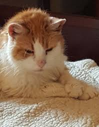 Sweetie Boy Not So Feral The Animal Rescue Site Animal Rescue Animal Rescue Site Orange And White Cat