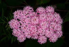 Image result for Pimpinella buchananii