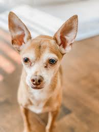 Pet Profiles 2019 Mitral Valve Repair Surgery Profiles Mighty Hearts Project Mitral Valve Disease In Dogs