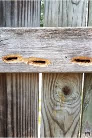 More images for how do you get rid of wood bees » How To Stop Carpenter Bees Naturally 5 Simple Methods That Work