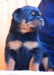 100% pure breed rottweiler puppies available on july 10. Rottweiler For Sale Puppies For Sale In Delhi Dav Pet Lovers