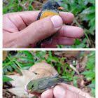 Closed Up Burung Prenjak Tebu Zebra Finch Kandang Aviary Part 8 Youtube Zebra Finch Aviary Zebra