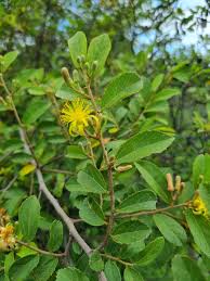 Image result for Grewia olukondae