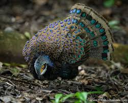 Image result for Tristachya rehmannii