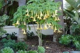Image result for Brugmansia