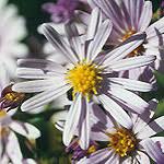 Image result for Aster chimanimaniensis