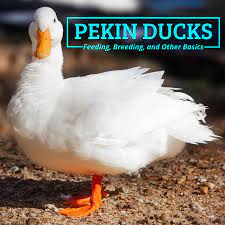We would like to show you a description here but the site won't allow us. Everything You Need To Know About Pekin Ducks Pethelpful