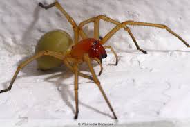 Spinnenbiss Was Tun Wenn Man Von Einer Spinne Gebissen Wurde Gartenlexikon De