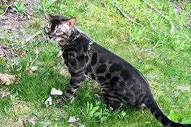 Wild beach bengal cat kitten breeder you can find healthy bengal cats for sale. Charcoal Bengal Cats Kittens For Sale Wild Sweet Bengals