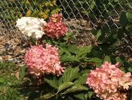 The flowers will remind you of a refreshing strawberry sundae on a hot summer afternoon. Hydrangea Vanilla Strawberry Marsh Botanical Garden