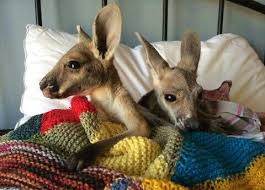 Australian Hero Is Surrogate Mom To Orphaned Baby Kangaroos Australian Animals Australia Animals Amazing Animal Pictures