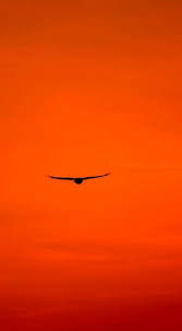 65 New Ideas Light Orange Aesthetic Wallpaper Orange Wallpaper Orange Aesthetic Red Sky
