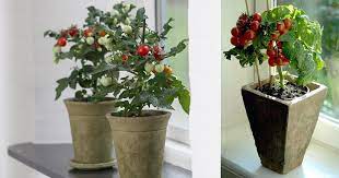 Faq about growing tomatoes indoors with artificial lights. Everything About Growing Tomatoes Indoors Balcony Garden Web
